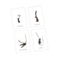 CORDYCEPS BIRTHDAYCARD