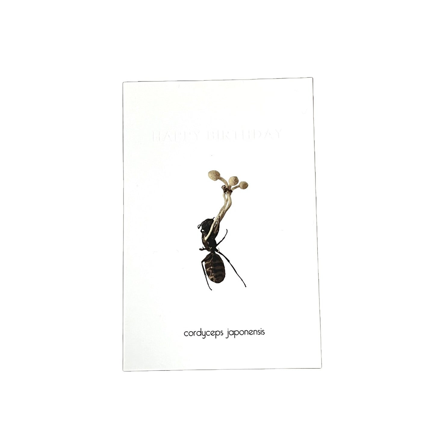 CORDYCEPS BIRTHDAYCARD