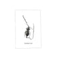 CORDYCEPS BIRTHDAYCARD