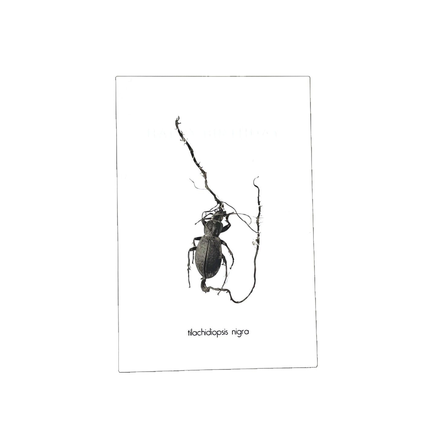 CORDYCEPS BIRTHDAYCARD