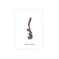CORDYCEPS BIRTHDAYCARD