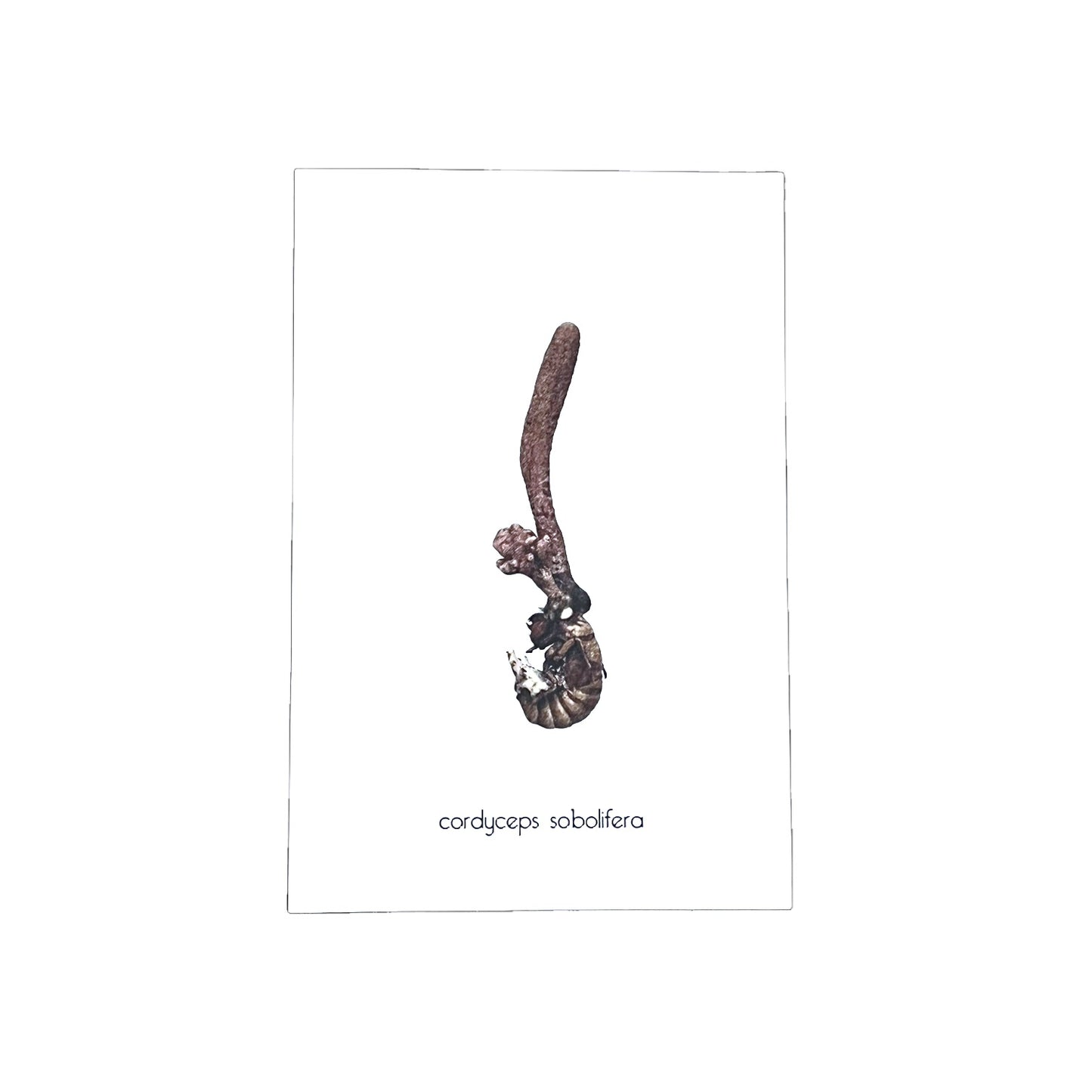 CORDYCEPS BIRTHDAYCARD